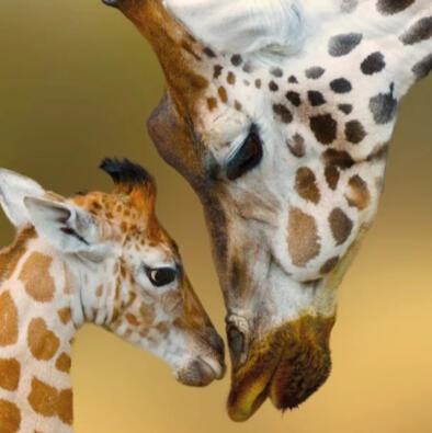 Click to access workshop link