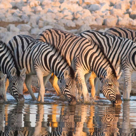 Parent Support Groups